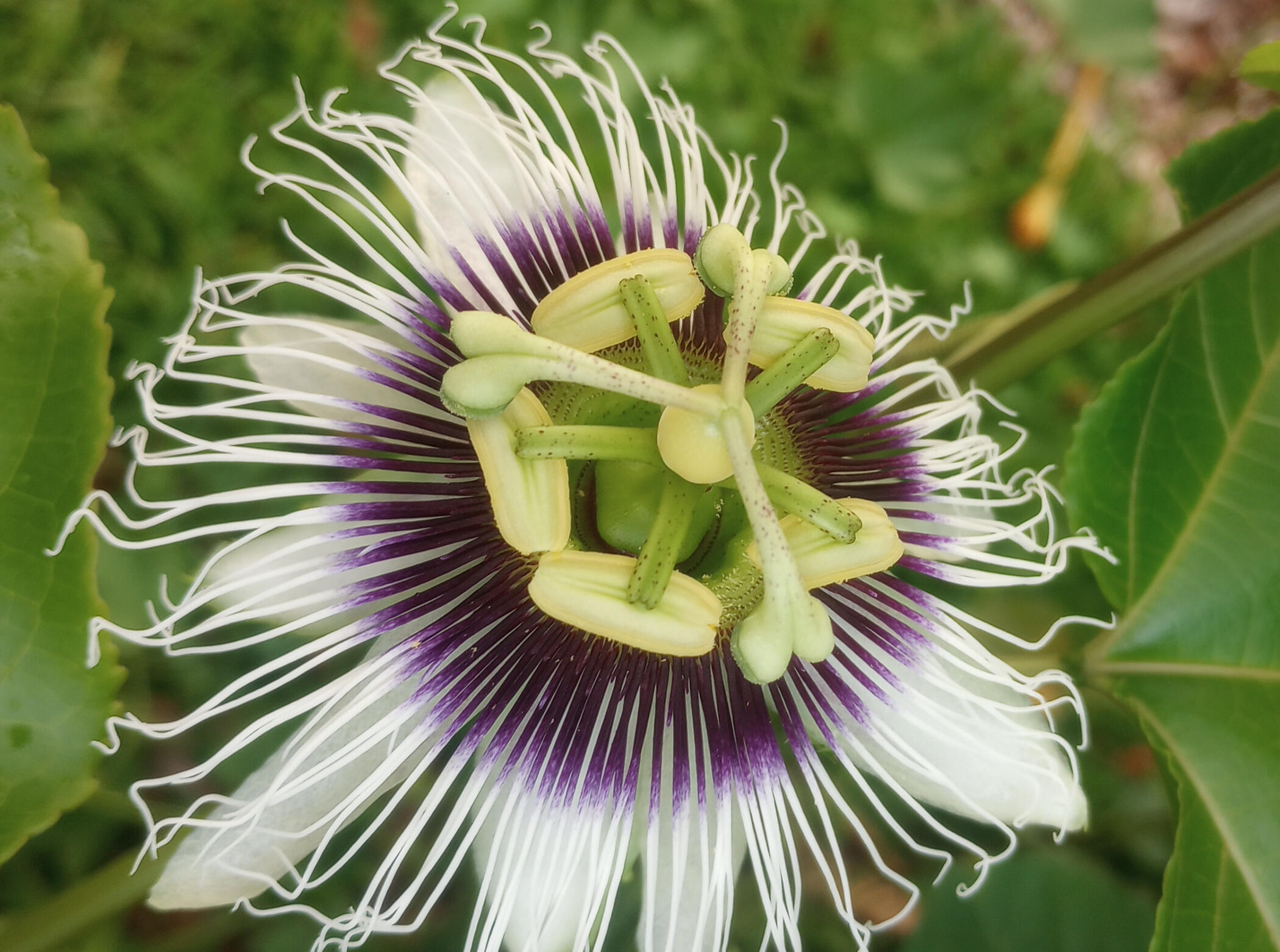 Hawaii estate with thriving fruit trees