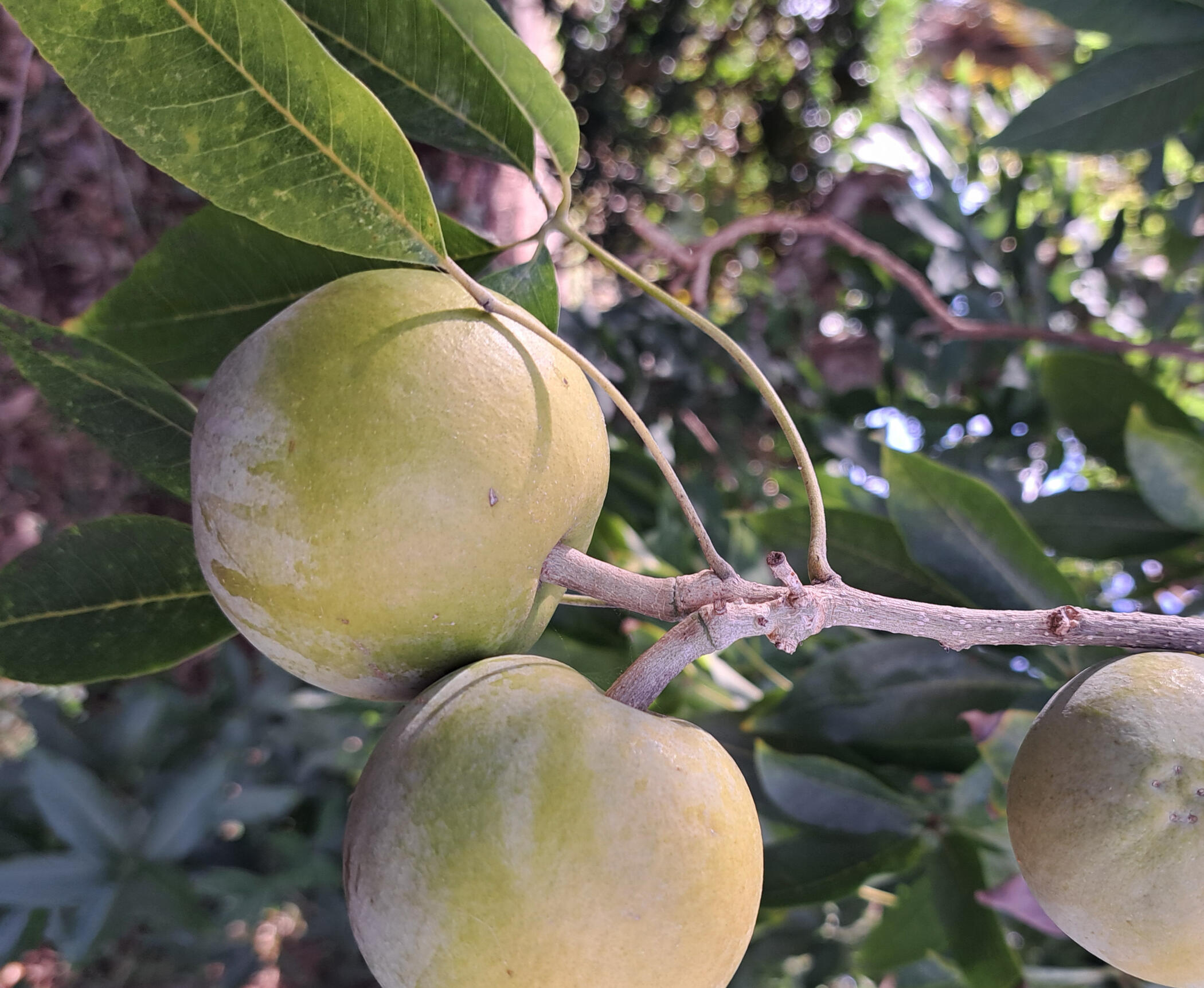 Thriving tropical fruit trees in a Hawaii backyard