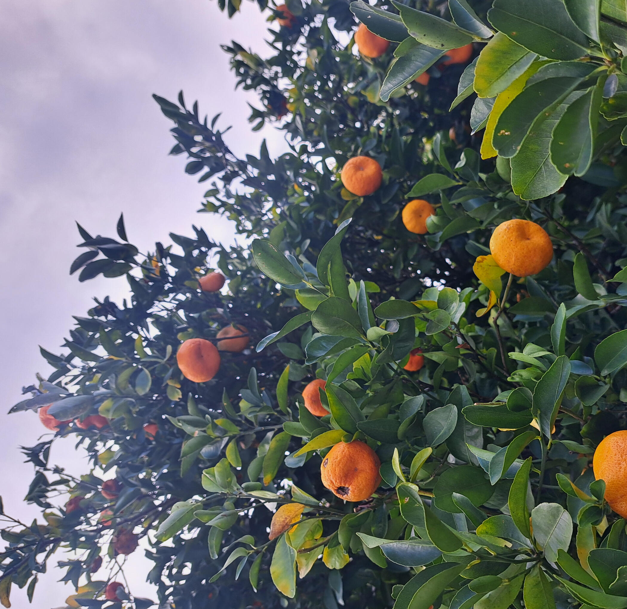 Sweet Trees Hawaii expert tree care