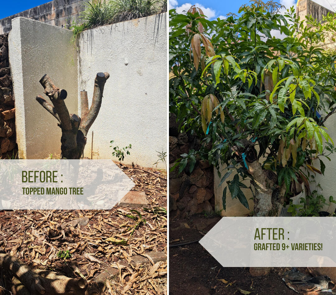 Topped mango tree grafted to 9+ varieties โ Sweet Trees Hawaii