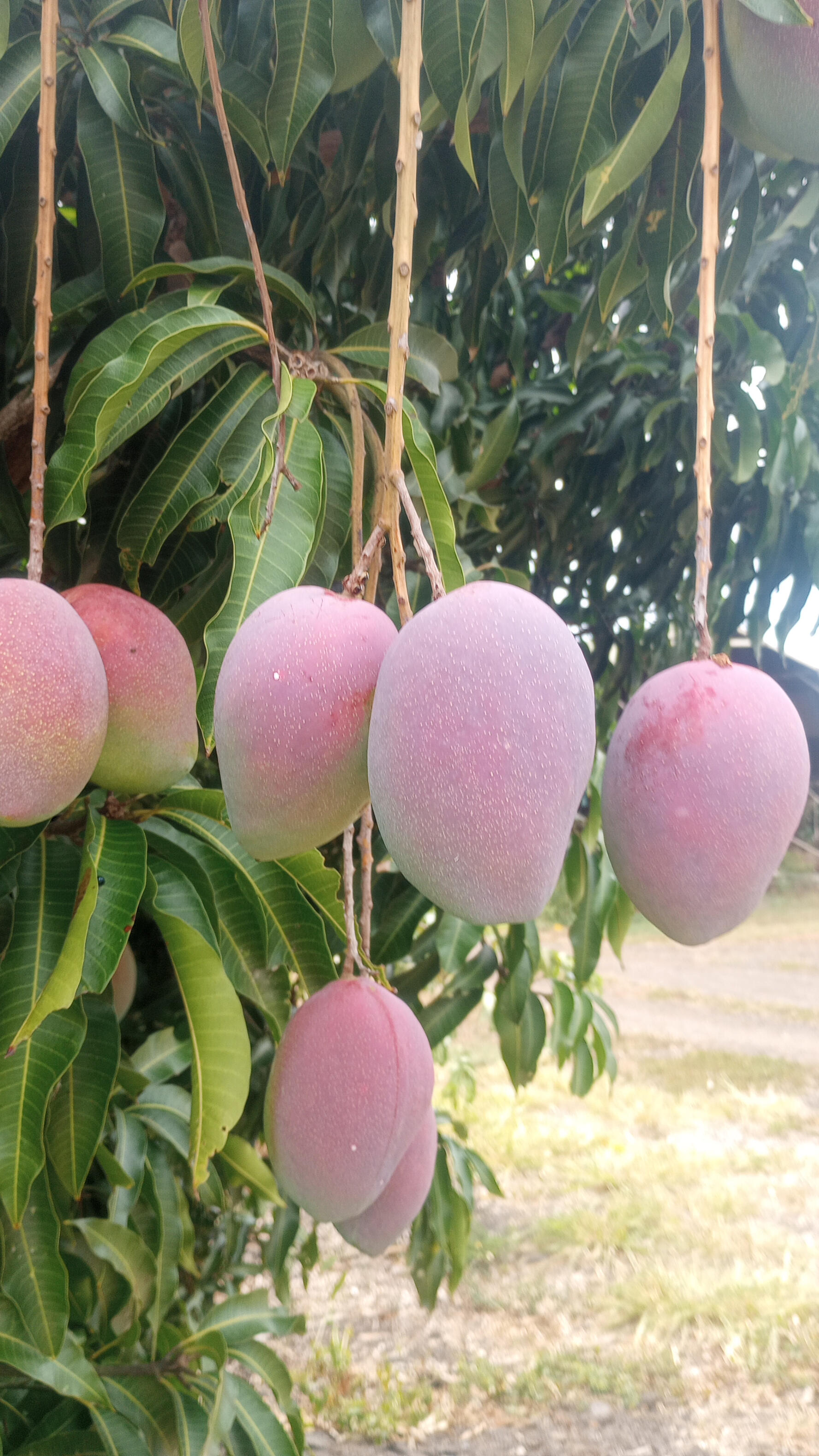 Mango tree loaded with fruit — Sweet Trees Hawaii